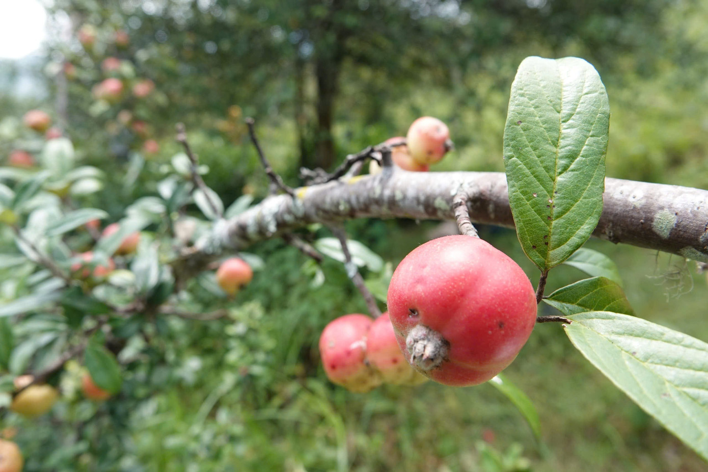Đặc sản táo mèo Mù Cang Chải vào vụ - Ảnh 3.