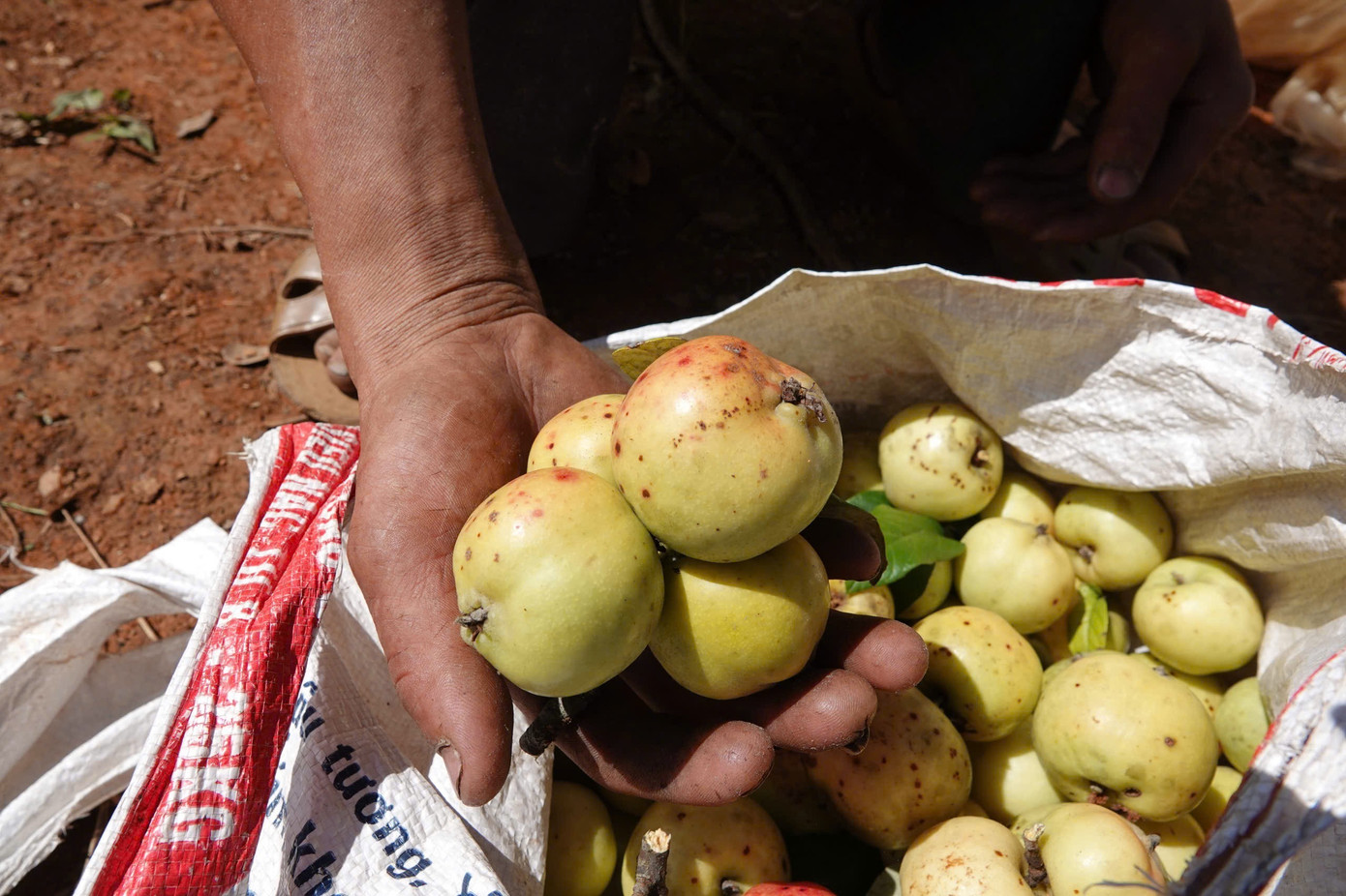 Đặc sản táo mèo Mù Cang Chải vào vụ - Ảnh 2.