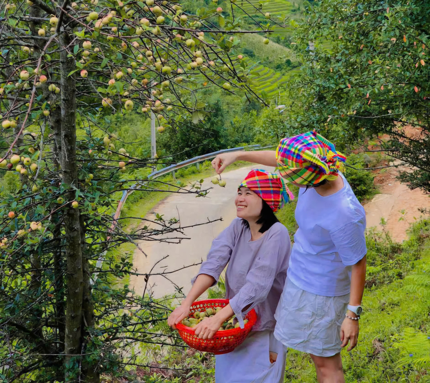 Đặc sản táo mèo Mù Cang Chải vào vụ - Ảnh 1.