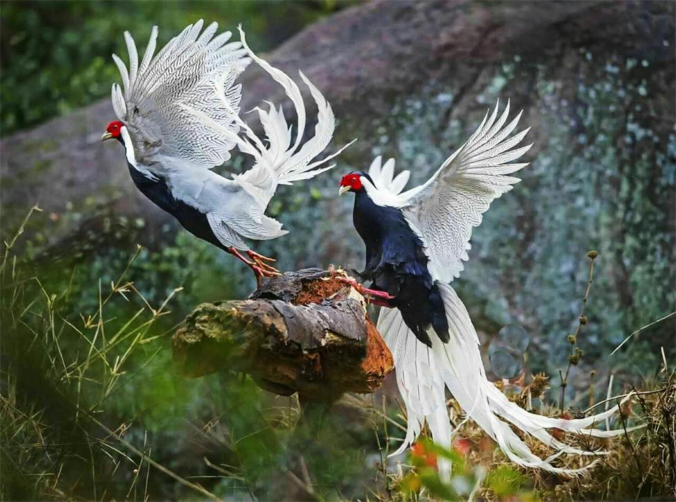 Thực hư đàn 'phượng hoàng trắng' bất ngờ xuất hiện, bay lượn giữa trời: Ở Việt Nam cũng có loài này  - Ảnh 2.