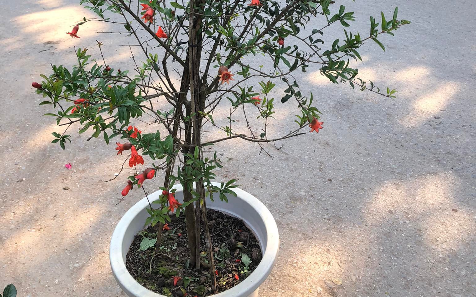 Cây cảnh phong thủy trồng trước cửa nhà giúp thu hút tài lộc và bình an - Ảnh 2. Cây cảnh phong thủy trồng trước cửa nhà giúp thu hút tài lộc và bình an - Ảnh 2.