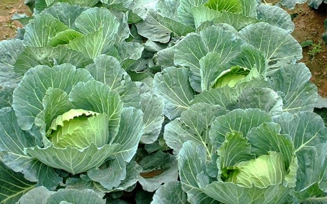 Loại rau củ quả ăn vừa no lâu, vừa cung cấp nhiều vitamin, khoáng chất trong mùa đông - Ảnh 2. Loại rau củ quả ăn vừa no lâu, vừa cung cấp nhiều vitamin, khoáng chất trong mùa đông - Ảnh 2.