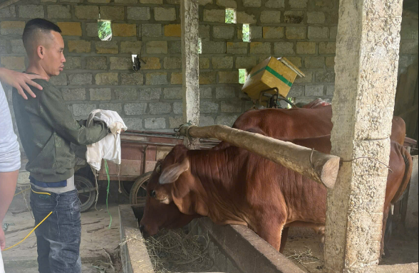 Tuyên Quang: Bắt người đàn ông trộm 3 con bò trong 2 giờ đồng hồ - Ảnh 1.
