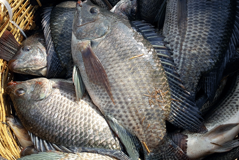 Loại cá được ví như Loại cá được ví như