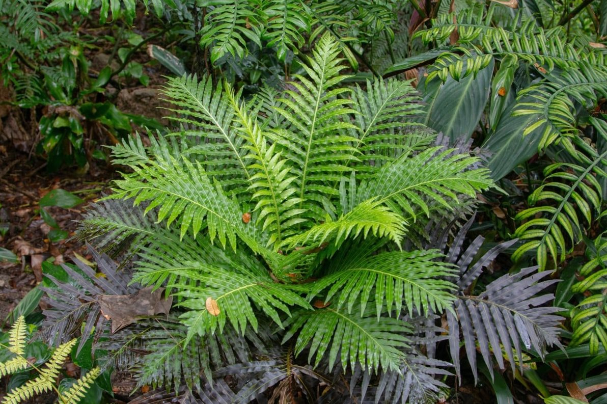 Lần đầu ti&ecirc;n Trung Quốc ph&aacute;t hiện đất hiếm trong c&acirc;y khiến thế giới sửng sốt, tiềm năng thay đổi tương lai ng&agrave;nh khai kho&aacute;ng - Ảnh 1.