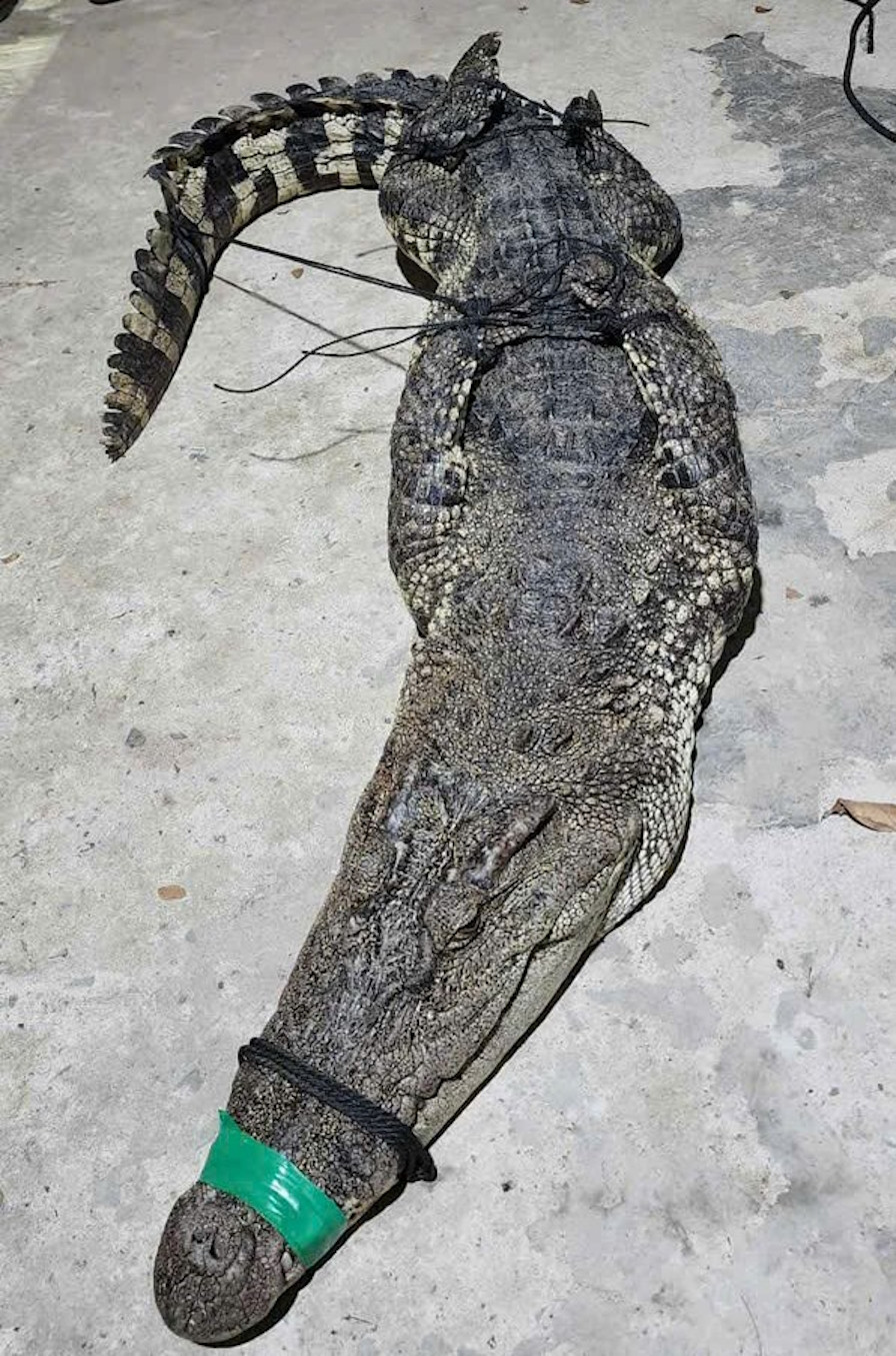 Thấy lưới rung dữ, người đàn ông hoảng hốt phát hiện cá sấu quẫy bên trong - Ảnh 2.