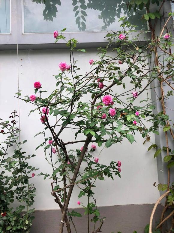 NSND Hồng Vân và Lê Tuấn Anh: Hạnh phúc bên tổ ấm tuổi U60 - Ảnh 10. NSND Hồng Vân và Lê Tuấn Anh: Hạnh phúc bên tổ ấm tuổi U60 - Ảnh 10.