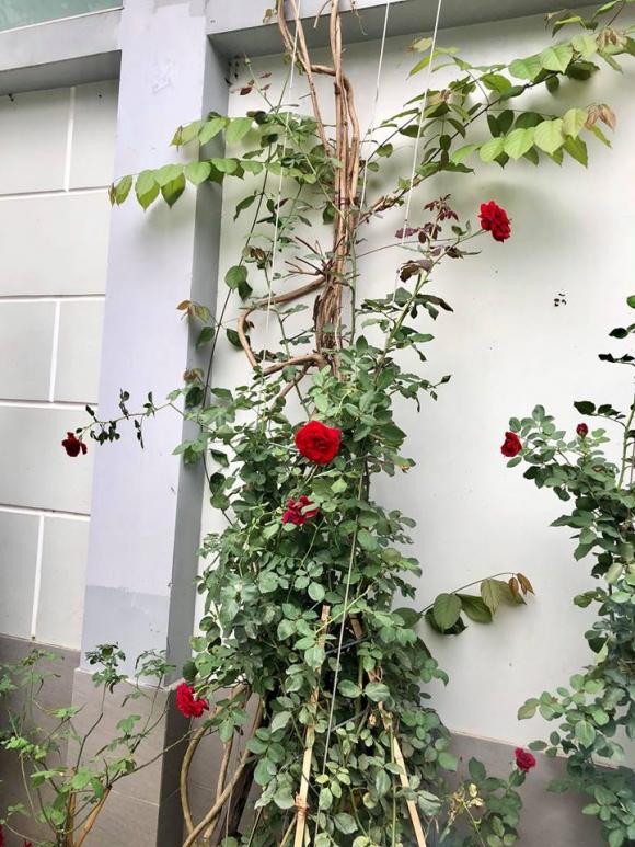 NSND Hồng Vân và Lê Tuấn Anh: Hạnh phúc bên tổ ấm tuổi U60 - Ảnh 8. NSND Hồng Vân và Lê Tuấn Anh: Hạnh phúc bên tổ ấm tuổi U60 - Ảnh 8.