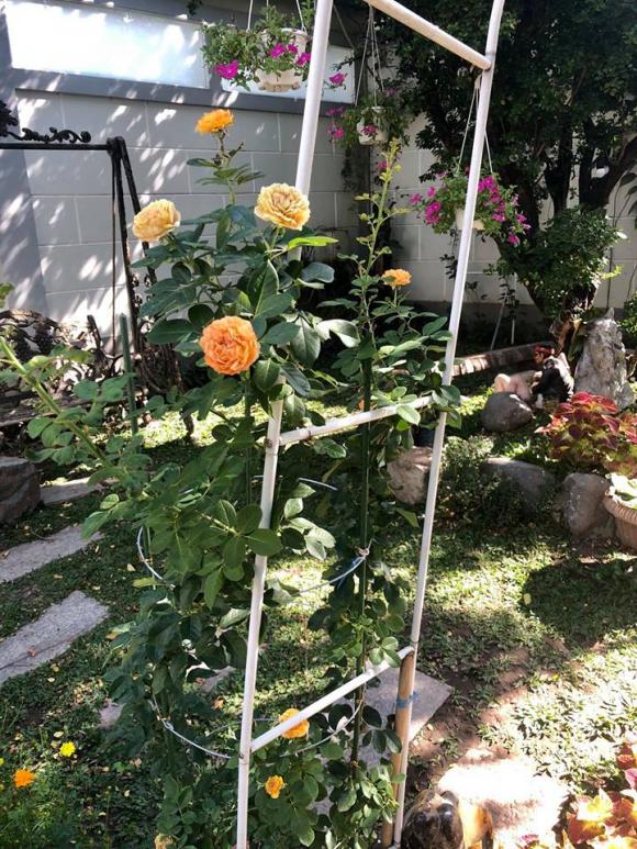 NSND Hồng Vân và Lê Tuấn Anh: Hạnh phúc bên tổ ấm tuổi U60 - Ảnh 9. NSND Hồng Vân và Lê Tuấn Anh: Hạnh phúc bên tổ ấm tuổi U60 - Ảnh 9.