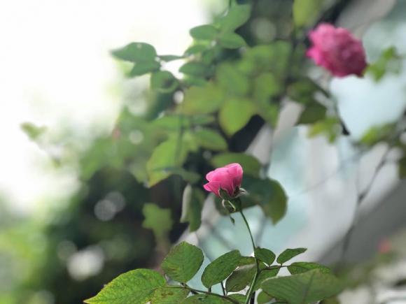 NSND Hồng Vân và Lê Tuấn Anh: Hạnh phúc bên tổ ấm tuổi U60 - Ảnh 7. NSND Hồng Vân và Lê Tuấn Anh: Hạnh phúc bên tổ ấm tuổi U60 - Ảnh 7.