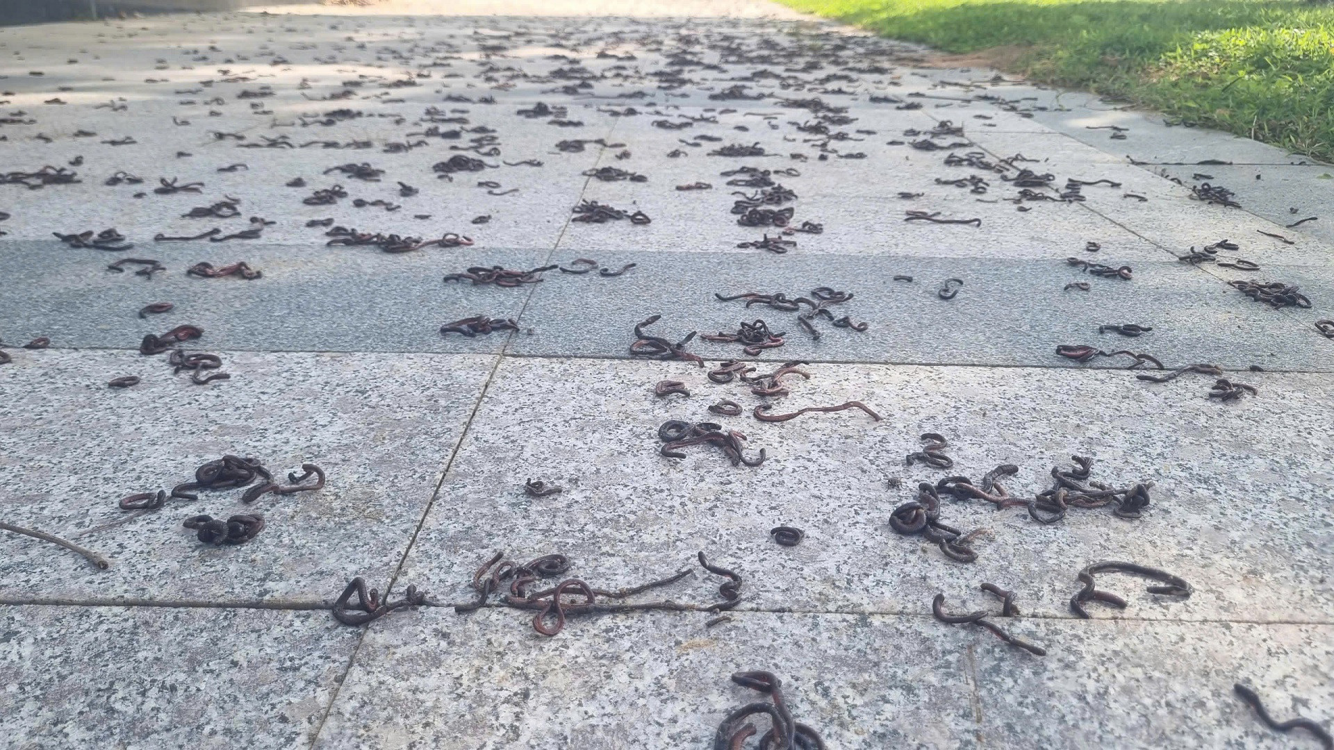 Kinh hãi hàng nghìn con giun đất bò lên vỉa hè ở khu đô thị rồi chết la liệt - Ảnh 2.