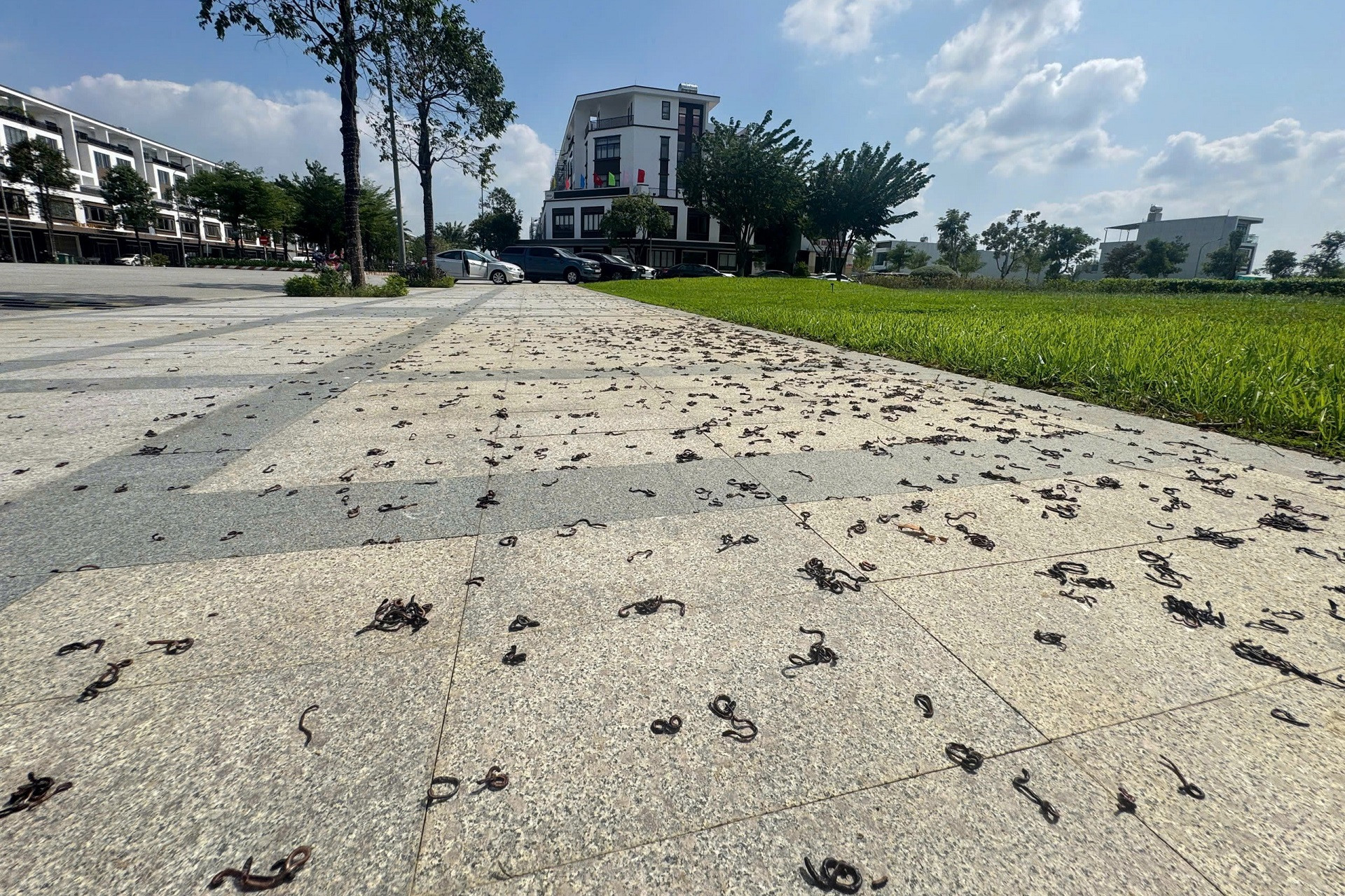 Kinh hãi hàng nghìn con giun đất bò lên vỉa hè ở khu đô thị rồi chết la liệt - Ảnh 1.