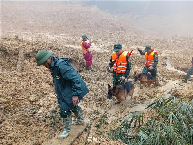 Sử dụng chó nghiệp vụ tìm kiếm nạn nhân mất tích - Ảnh 1. Sử dụng chó nghiệp vụ tìm kiếm nạn nhân mất tích - Ảnh 1.