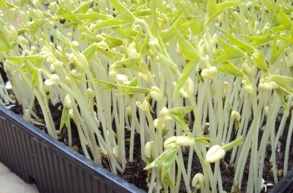 Loại rau giúp thải tác hại của hạt vi nhựa đang bán đầy chợ, người Việt nên ăn hàng ngày - Ảnh 8. Loại rau giúp thải tác hại của hạt vi nhựa đang bán đầy chợ, người Việt nên ăn hàng ngày - Ảnh 8.