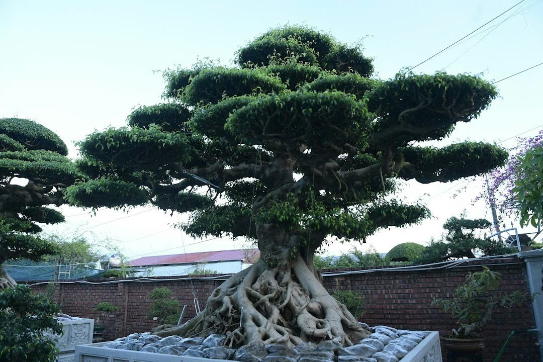 Chiêm ngưỡng bộ ba sanh cổ hiếm có ở Ninh Bình , giá trị vượt xa triệu đô - Ảnh 3. Chiêm ngưỡng bộ ba sanh cổ hiếm có ở Ninh Bình , giá trị vượt xa triệu đô - Ảnh 3.