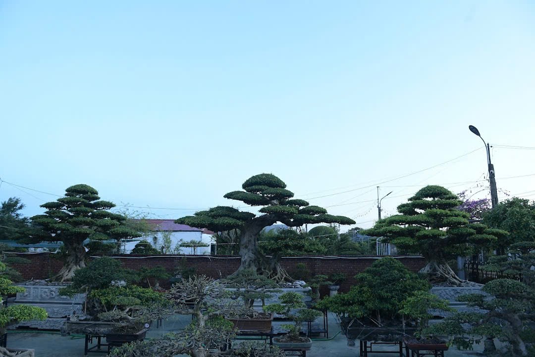 Chiêm ngưỡng bộ ba sanh cổ hiếm có ở Ninh Bình , giá trị vượt xa triệu đô - Ảnh 2. Chiêm ngưỡng bộ ba sanh cổ hiếm có ở Ninh Bình , giá trị vượt xa triệu đô - Ảnh 2.