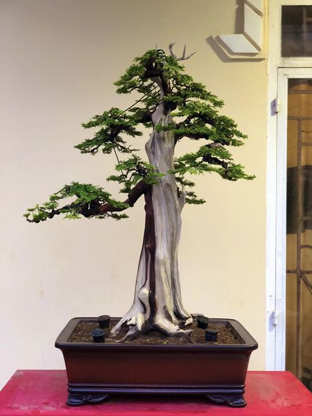 bonsai-dang-truc-1763388302767398257705.jpg