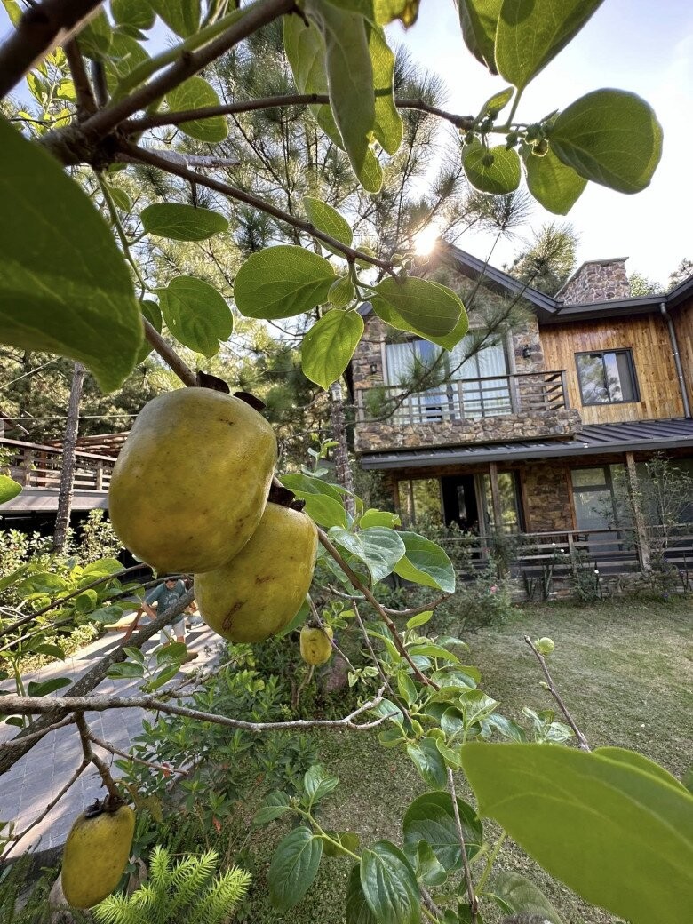 Loại cây trấn trạch hút lộc lại còn ra quả ngon ngọt được nhiều sao Việt trồng từ Việt Nam qua Mỹ - Ảnh 4.