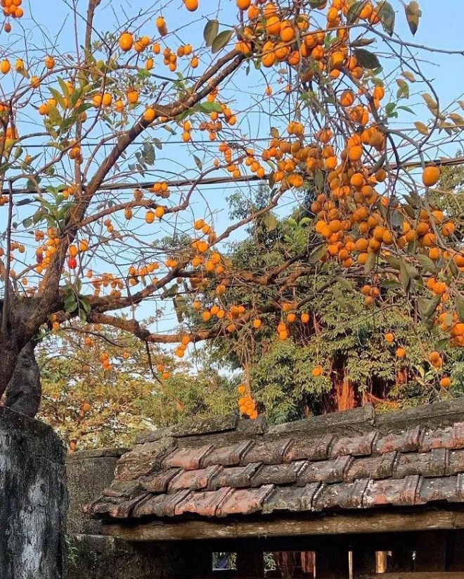 Loại cây trấn trạch hút lộc được 'ông hoàng nhạc đỏ' Trọng Tấn trồng đầy trong vườn nhà - Ảnh 9.