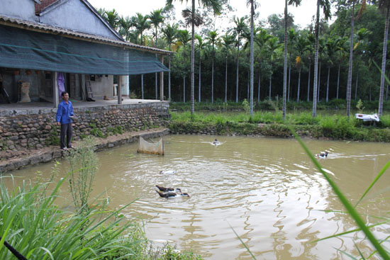 Lấp ao xây nhà là tốt? - Ảnh 2. Lấp ao xây nhà là tốt? - Ảnh 2.