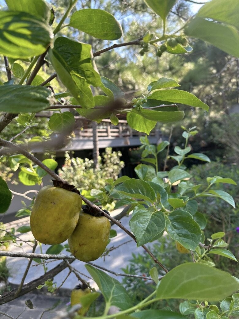 Loại cây trấn trạch hút lộc lại còn ra quả ngon ngọt được nhiều sao Việt trồng từ Việt Nam qua Mỹ - Ảnh 5.