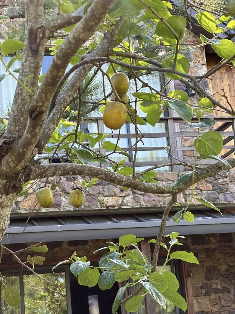 Loại cây trấn trạch hút lộc lại còn ra quả ngon ngọt được nhiều sao Việt trồng từ Việt Nam qua Mỹ - Ảnh 3.