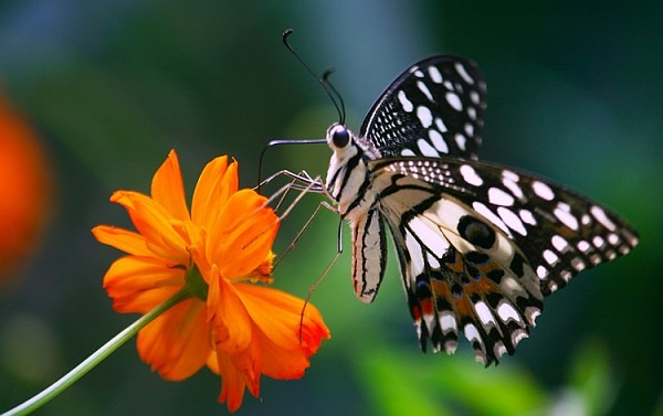 Số cuối ngày sinh Âm lịch tiết lộ vận mệnh 'sướng sau - giàu muộn' - Ảnh 5.