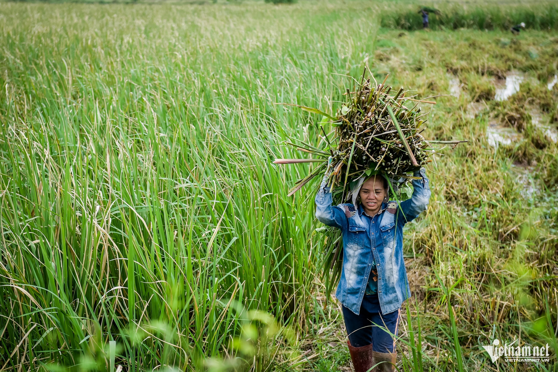 Đặc sản chỉ có một tháng ở Ninh Bình, cho thu nhập gấp 3-4 lần trồng lúa - Ảnh 1.