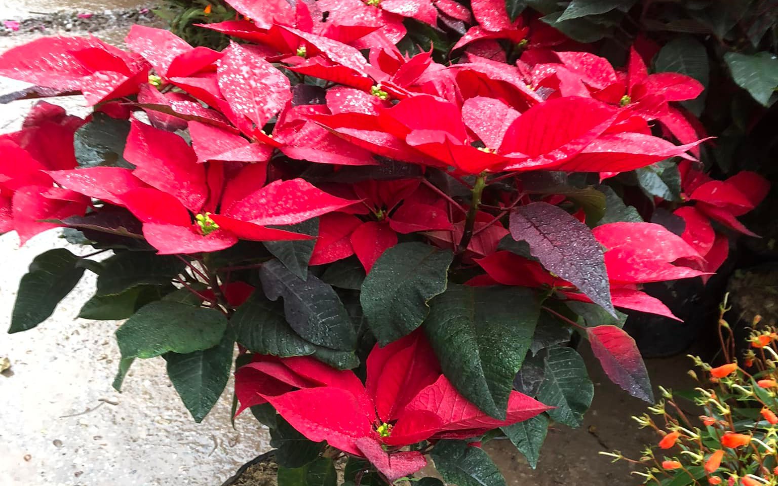 Khi trang trí thảm trải sàn trong nhà, đừng bỏ qua lưu ý phong thủy quan trọng này - Ảnh 2. Khi trang trí thảm trải sàn trong nhà, đừng bỏ qua lưu ý phong thủy quan trọng này - Ảnh 2.