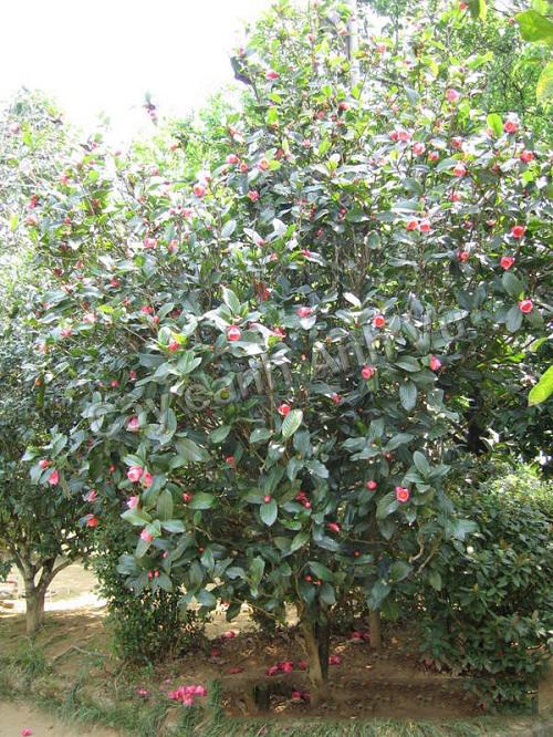 Top cây phong thủy trồng cây trong vườn đẹp , hút tài lộc gia tăng vượng khí - Ảnh 1.