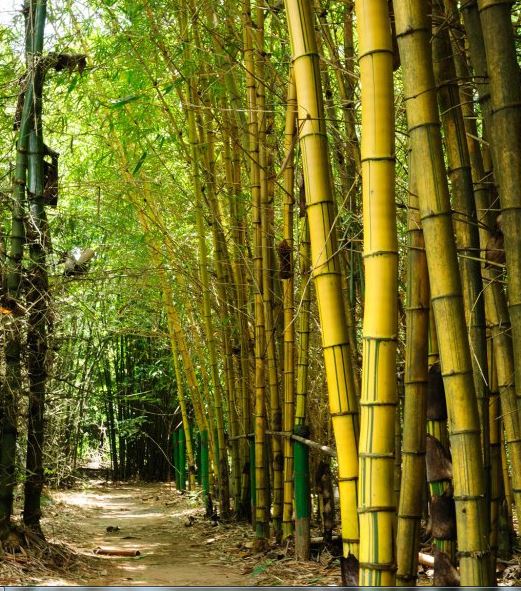 Top cây phong thủy trồng cây trong vườn đẹp , hút tài lộc gia tăng vượng khí - Ảnh 2.