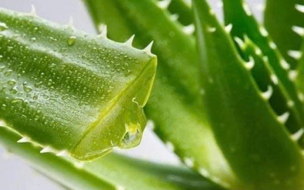 7 l&yacute; do nha đam trở th&agrave;nh &ldquo;thần dược&rdquo; trong l&agrave;m đẹp