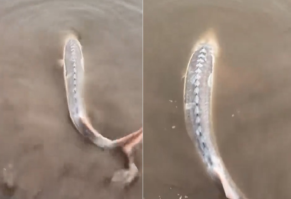 C&acirc;u được con c&aacute; m&agrave;u trắng, người đ&agrave;n &ocirc;ng sợ h&atilde;i thả lại s&ocirc;ng - Ảnh 1.