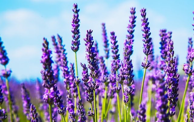 Hoa phong thủy của 12 cung hoàng đạo: Bí mật giúp cuộc sống may mắn, thịnh vượng - Ảnh 3. Hoa phong thủy của 12 cung hoàng đạo: Bí mật giúp cuộc sống may mắn, thịnh vượng - Ảnh 3.