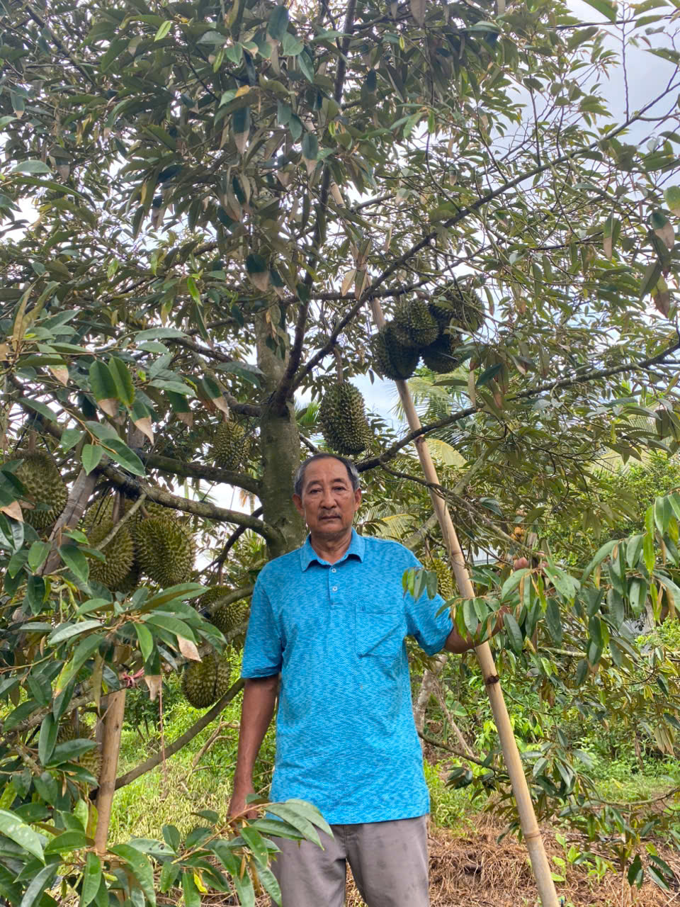 Loại sầu riêng bán 700.000 đồng/kg nhưng vẫn "cháy hàng" - Ảnh 1. Loại sầu riêng bán 700.000 đồng/kg nhưng vẫn "cháy hàng" - Ảnh 1.