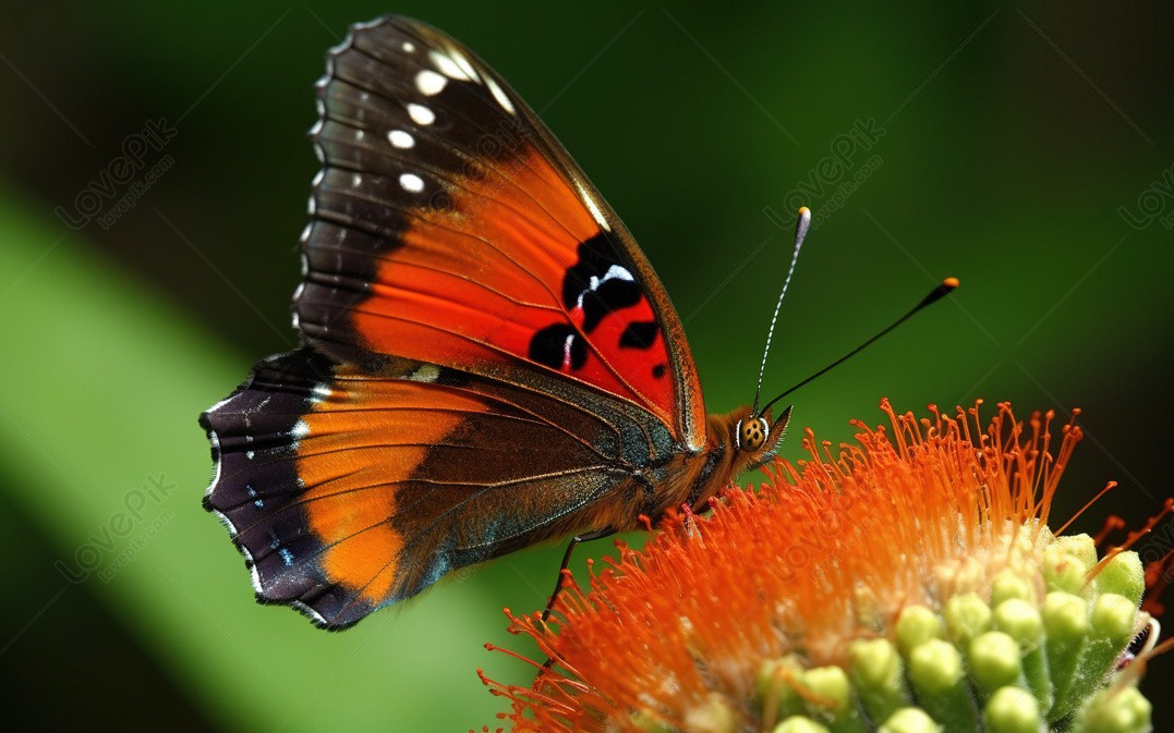 Tháng sinh Âm lịch của người có năng lực xuất chúng