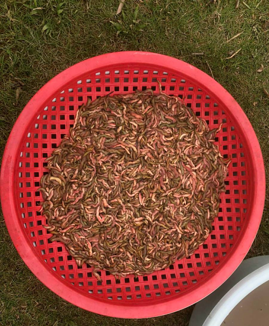 Cãi nhau với em vì mấy cân rươi, anh cả 4 năm không đến đám giỗ mẹ - Ảnh 1.