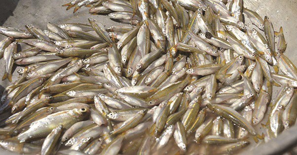 Hương vị đặc biệt của loại cá có tên lạ, xưa nhiều vô kể nay cực hiếm, được dân thành phố “săn lùng” - Ảnh 1.