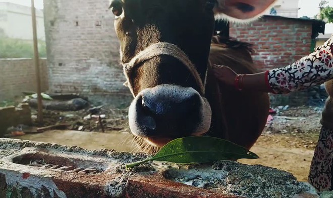 'Vàng Ấn Độ' là gì khiến giới phương Tây mê mẩn săn lùng? - Ảnh 3. 'Vàng Ấn Độ' là gì khiến giới phương Tây mê mẩn săn lùng? - Ảnh 3.