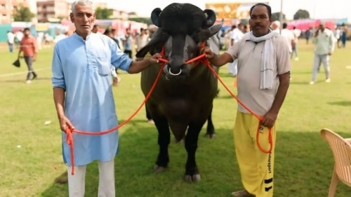 Con trâu màu đen giá 70 tỷ, anh nông dân vẫn &quot;chưa ưng bán&quot;- Ảnh 2.