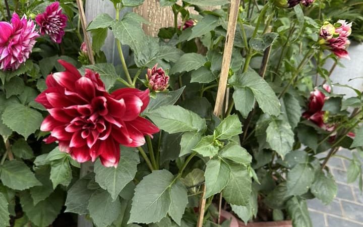 Trồng cây lộc vừng trước nhà mang lại tài lộc và bình an cho gia chủ - Ảnh 1. Trồng cây lộc vừng trước nhà mang lại tài lộc và bình an cho gia chủ - Ảnh 1.