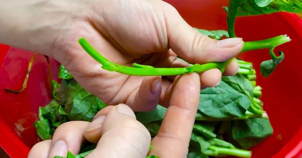 Bạn có thể dùng lá mùi tàu có công dụng ngừa cảm cúm và giúp hạ cholesterol trong máu - Ảnh 4.