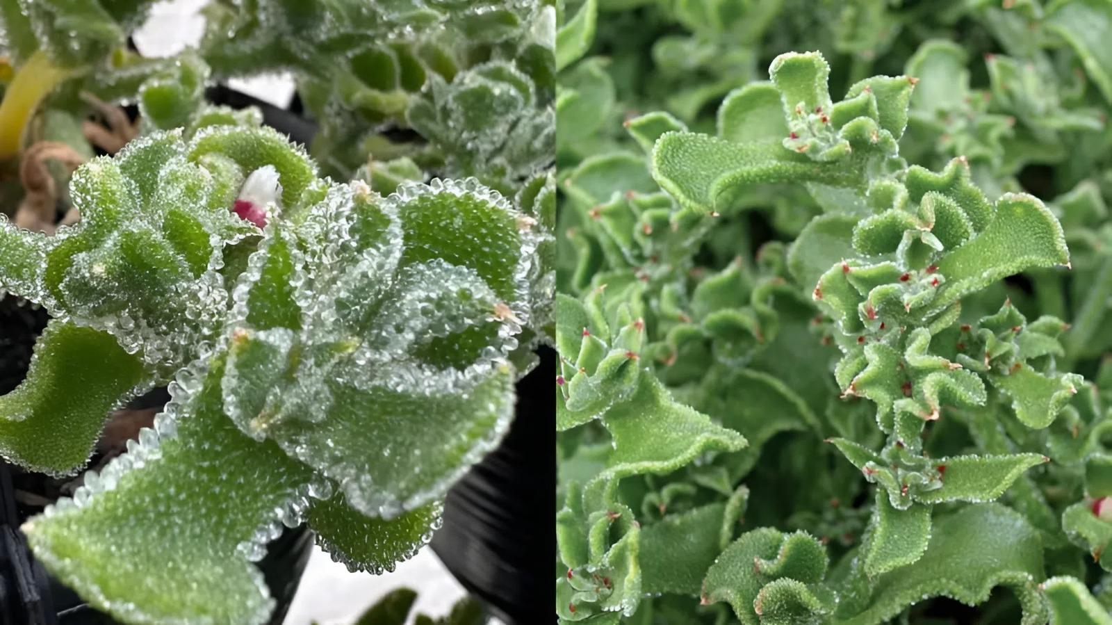 Rau kim cương: Lọai rau đắt đỏ được Ngọc Trinh ưa chuộng cho thực đơn ăn uống - Ảnh 3. Rau kim cương: Lọai rau đắt đỏ được Ngọc Trinh ưa chuộng cho thực đơn ăn uống - Ảnh 3.