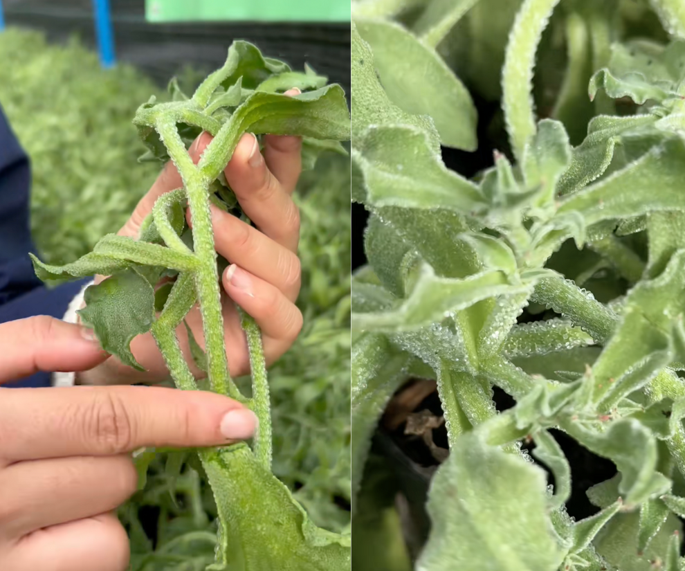 Rau kim cương: Lọai rau đắt đỏ được Ngọc Trinh ưa chuộng cho thực đơn ăn uống - Ảnh 2. Rau kim cương: Lọai rau đắt đỏ được Ngọc Trinh ưa chuộng cho thực đơn ăn uống - Ảnh 2.