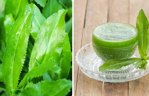 Bạn có thể dùng lá mùi tàu có công dụng ngừa cảm cúm và giúp hạ cholesterol trong máu - Ảnh 2. Bạn có thể dùng lá mùi tàu có công dụng ngừa cảm cúm và giúp hạ cholesterol trong máu - Ảnh 2.