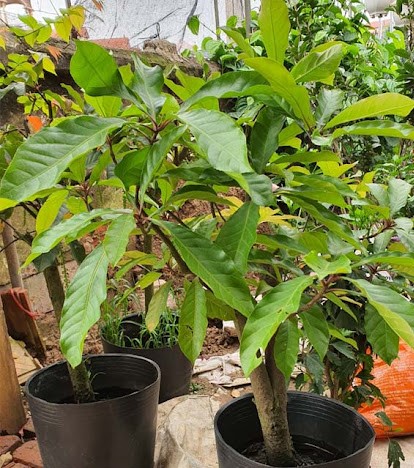 Trồng cây lộc vừng trước nhà mang lại tài lộc và bình an cho gia chủ - Ảnh 2. Trồng cây lộc vừng trước nhà mang lại tài lộc và bình an cho gia chủ - Ảnh 2.