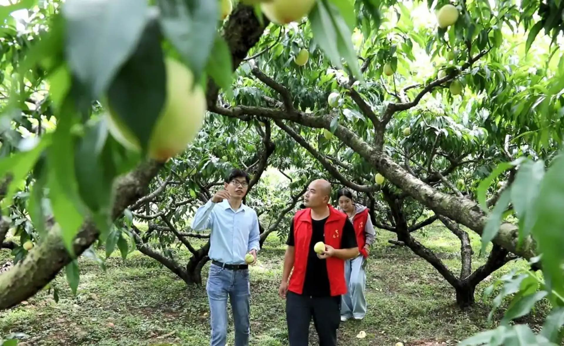 Người trẻ bỏ phố về quê trồng loại quả trong Tây Du Ký, giúp cả làng đổi đời - Ảnh 1.