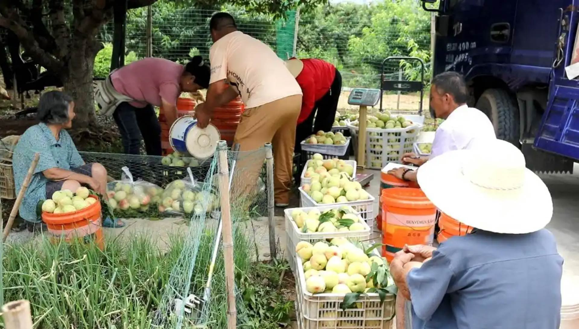 Người trẻ bỏ phố về quê trồng loại quả trong Tây Du Ký, giúp cả làng đổi đời - Ảnh 2.