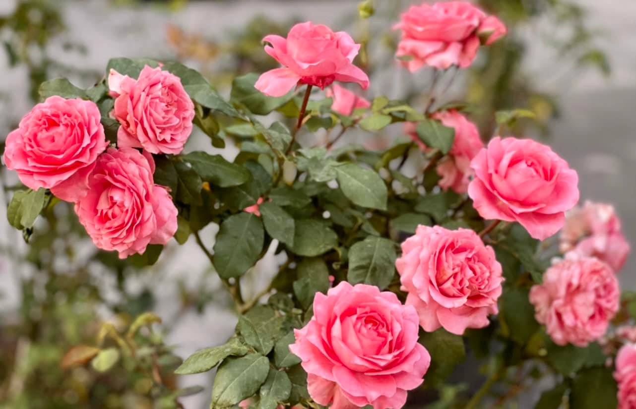 Vườn hồng bạc tỷ của MC Quyền Linh khiến nhiều người mơ ước sở hữu - Ảnh 7.