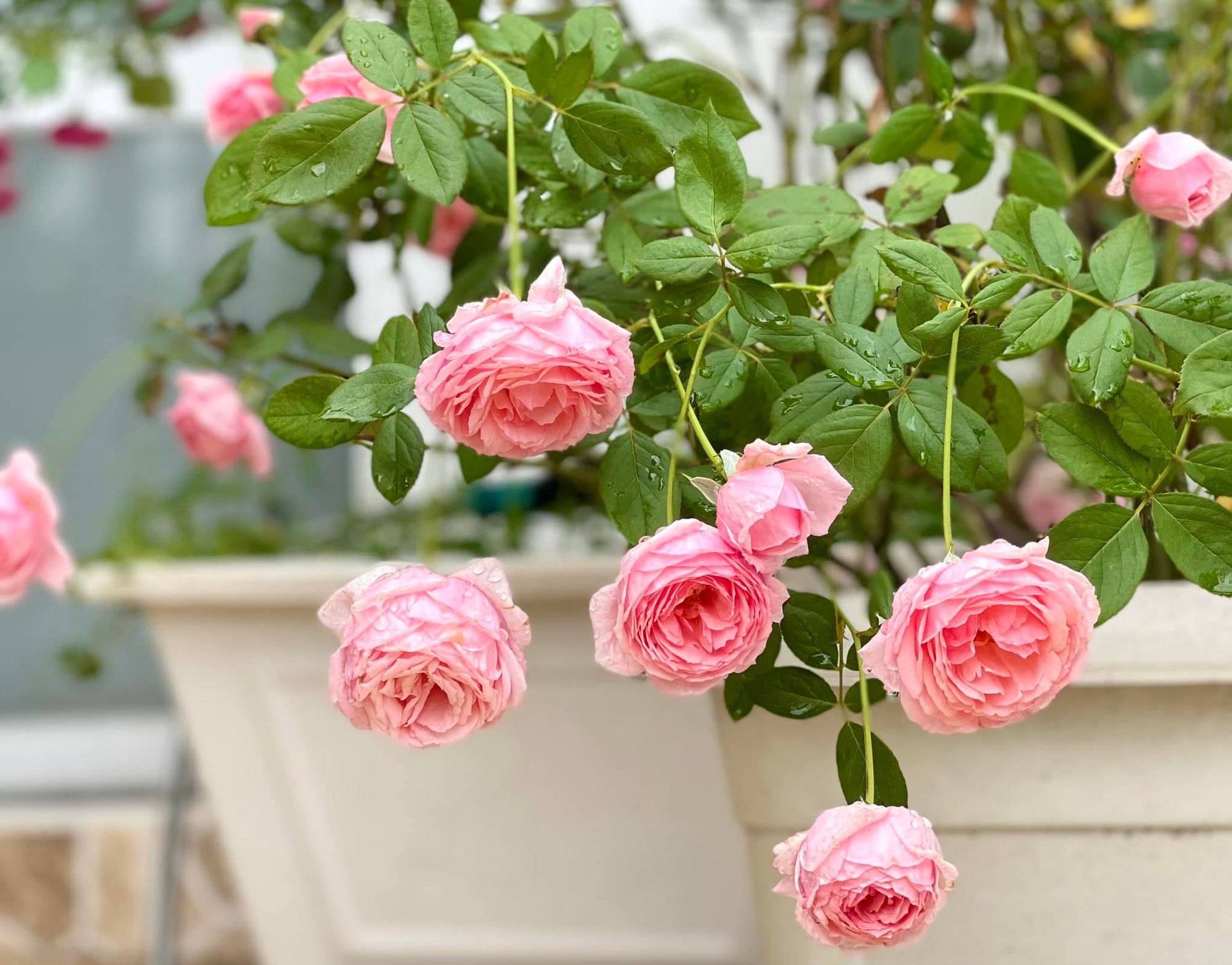 Vườn hồng bạc tỷ của MC Quyền Linh khiến nhiều người mơ ước sở hữu - Ảnh 8.